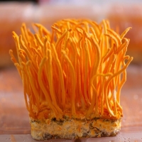 Đông Trùng Hạ Thảo Ký Chủ Nhộng Hộp Thủy Tinh