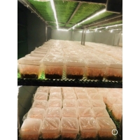 Đông Trùng Hạ Thảo - Hộp Quà Cao Cấp