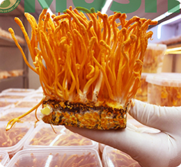 Đông Trùng Hạ Thảo Ký Chủ Nhộng 